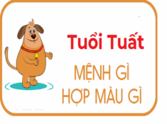 Tuổi Tuất hợp màu gì? Chọn đúng những màu này sẽ giúp người tuổi Tuất xóa bỏ vận xui