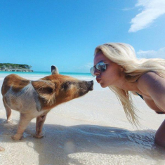 Tưởng đùa mà thật: nữ người mẫu nóng bỏng đến độ... lợn cũng muốn “thơm” vào vòng 3