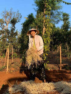 H‘Hen Niê lên rẫy thu hoạch rau trái, từ cà pháo tới loại quả tuổi thơ ít người nhớ