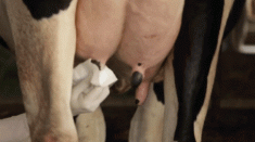 4 nguyên tắc vàng giúp Cô Gái Hà Lan tăng độ an toàn của sữa tươi