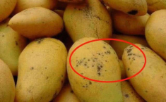 Đốm đen trên quả xoài to hay nhỏ thì ăn được và sự thật người mua giờ mới biết