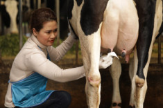 Hành trình 7 ngày tìm hiểu cách chăm bò độc đáo chỉ có ở nông dân Cô Gái Hà Lan