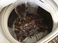 Những màn luộc dồi “toang” thực sự của hội chị em phải ở nhà tránh dịch nhưng “ghét bếp”