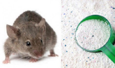 8 cách đuổi chuột hiệu quả hơn dùng thuốc, bạn có thể áp dụng trong nhà