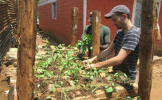 Học người nước ngoài trồng rau trên thân chuối, tiết kiệm diện tích, rau lớn ầm ầm