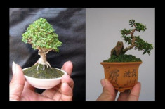 Phân loại và chăm sóc các loại cây cảnh bonsai đơn giản tại nhà