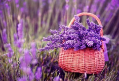 Ý nghĩa hoa Lavender và cách trồng, chăm sóc tại nhà