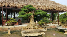 Những thế cây tuyển chọn từ 72 thế kiểng bonsai cho các nghệ nhân đam mê