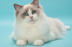 10 đặc điểm của mèo Ragdoll khiến bạn “gục ngã” và muốn nuôi ngay lập tức