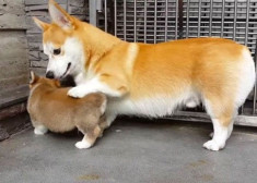 18 sự thật về chó Corgi khiến chúng trở thành vật nuôi tốt nhất