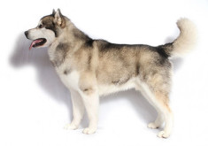 Chó Alaska - Đặc điểm, tính cách và phân biệt với Husky