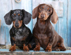 Chó Lạp Xưởng Dachshund: 17 điều cần biết về giống chó này