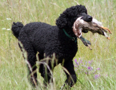 Chó Poodle: Phân loại, cách chăm sóc và giá bán