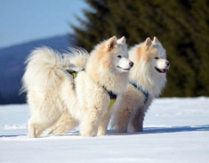 Chó Samoyed - Những thông tin cần biết, giá bán và cách nuôi