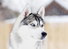 Chó Siberian Husky: những thông tin cần biết và giá bán