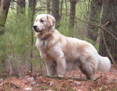 Sự thật thú vị về Golden Retriever, cách chăm sóc và giá bán