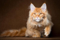 Mèo Maine Coon: Đặc điểm, cách nuôi và chăm sóc, giá bán