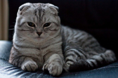 Mèo tai cụp Scottish Fold - Giá bán, đặc điểm và cách nuôi tốt nhất