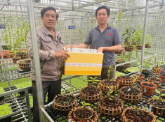 Nghệ nhân Nguyễn Ngọc Vương cùng những chia sẻ hữu ích về bí quyết chăm sóc hoa lan