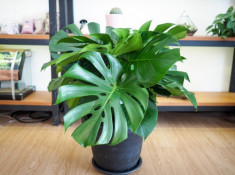 Cây Trầu bà Nam Mỹ (Monstera) là cây gì? Ý nghĩa và cách chăm sóc