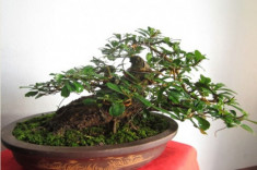 10 Cây cảnh bonsai đẹp nhất và cách chăm sóc cây bonsai đúng kỹ thuật