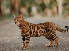 20 Loài mèo rừng hoang dã trong tự nhiên quý hiếm trên thế giới