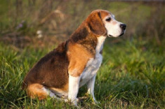 25 Giống chó săn phổ biến được ưa chuộng ở Việt Nam và thế giới