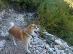 Chó Akita - 10 sự thật về giống chó đáng yêu này