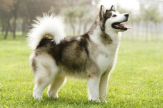 Chó Alaska: Nhận biết, phân loại, đặc điểm và cách nuôi