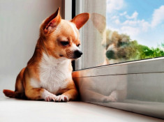 Chó Chihuahua: Phân loại, đặc điểm và cách chăm sóc tốt nhất