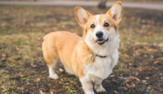 Chó Corgi: Nguồn gốc, đặc điểm, cách chăm sóc và những sự thật thú vị