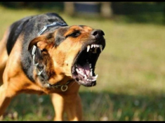 Chó dại: Triệu chứng, nguyên nhân và cách phòng ngừa
