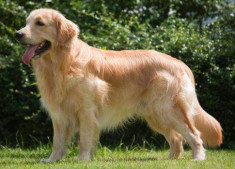 Chó Golden Retriever - Nguồn gốc, đặc điểm và cách nuôi