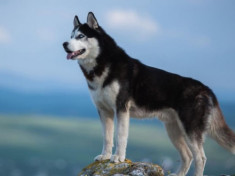 Chó Husky - Đặc điểm, nguồn gốc, giá bán và cách nuôi