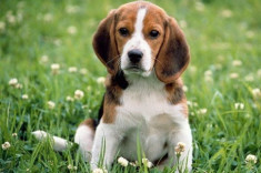 Chó săn thỏ Beagle: Nguồn gốc, đặc điểm và cách nuôi