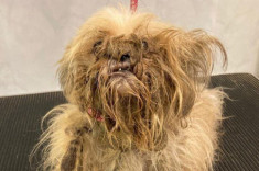 Chú chó lang thang có vẻ ngoài như tầm giẻ rách, lột xác khó tin sau 2 ngày được cứu