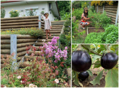 Mê vườn 3 mảnh đất trong nước chưa thoả, mẹ Việt làm vườn 5 tầng ở Nam Thái Bình Dương
