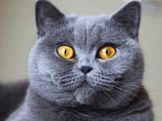 Mèo Anh lông ngắn - Đặc điểm ngoại hình, màu sắc, cách nuôi và giá bán