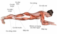 1 phút plank bằng 1000 cái gập bụng nhưng chắc chắn còn bí mật bạn chưa biết