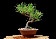 Cây Bonsai là gì? Phân loại, ý nghĩa và những sự thật thú vị