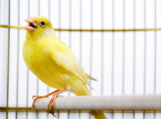 Chim Hoàng Yến: Đặc điểm, cách nuôi và 1 số sự thật thú vị