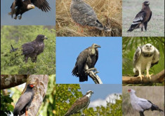Chim ưng - Thông tin, đặc điểm và môi trường sống