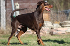 Chó Doberman: Nguồn gốc, đặc điểm, giá bán và cách nuôi