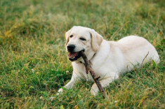 Chó Labrador: Nguồn gốc, đặc điểm, giá bán và cách nuôi