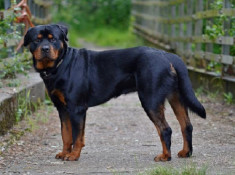 Chó Rottweiler: Nguồn gốc, đặc điểm và cách nuôi