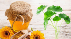 Không lo thâm mụn với top 5 công thức mặt nạ trị mụn rau má an toàn, lành tính