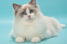 Mèo Ragdoll - 10 sự thật đáng yêu về giống mèo mắt xanh
