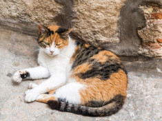 Mèo Tam thể - Nguồn gốc, đặc điểm và cách nuôi