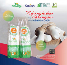 Trải nghiệm nấm kim châm Hàn Quốc cùng Biovegi Việt Nam