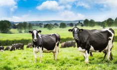 Vì sao 100% sữa New Zealand bò ăn cỏ tự nhiên “đốn tim” các mẹ Việt?